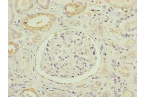 Immunohistochemistry of paraffin-embedded human kidney tissue using ABIN7160924 at dilution of 1:100 (NDUFB5 抗体  (AA 100-189))