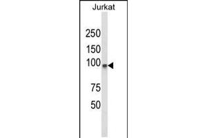 Western blot analysis of PLCL1 Antibody in Jurkat cell line lysates (35ug/lane) (PLCL1 抗体  (N-Term))