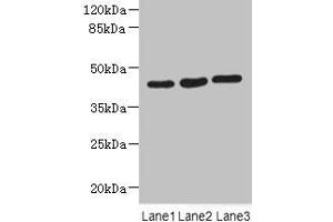 Western blot All lanes: MAPKAPK3 antibody at 4. (MAPKAP Kinase 3 抗体  (AA 1-240))