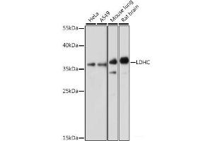 Western blot analysis of extracts of various cell lines using LDHC Polyclonal Antibody at dilution of 1:1000.