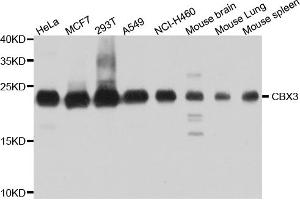 Western blot analysis of extracts of various cell lines, using CBX3 antibody (ABIN5971255) at 1/1000 dilution. (CBX3 抗体)