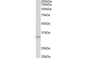 AP31956PU-N PI15 antibody staining of HeLa lysate at 0. (PI15 抗体  (Internal Region))