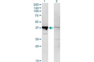 Western Blot analysis of MAPK14 expression in transfected 293T cell line by MAPK14 monoclonal antibody (M02), clone 1C9. (MAPK14 抗体  (AA 2-100))