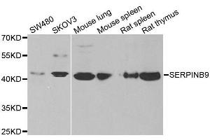 Western blot analysis of extracts of various cell lines, using SERPINB9 antibody. (SERPINB9 抗体  (AA 1-376))