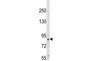 Western Blotting (WB) image for anti-Neurotrophic Tyrosine Kinase, Receptor, Type 1 (NTRK1) (AA 769-796) antibody (ABIN3031984)