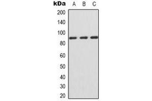 Western blot analysis of IFNGR1 expression in Jurkat (A), HepG2 (B), COS7 (C) whole cell lysates. (IFNGR1 抗体  (C-Term))