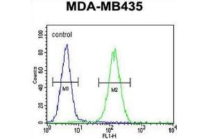 SMYD4 Antibody (C-term) flow cytometric analysis of MDA-MB435 cells (right histogram) compared to a negative control cell (left histogram). (SMYD4 抗体  (C-Term))