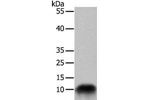 Western Blot analysis of 293T cell using COX7B Polyclonal Antibody at dilution of 1:700 (COX7B 抗体)