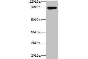 Western blot All lanes: AFG3L2 antibody at 2 μg/mL + EC109 whole cell lysate Secondary Goat polyclonal to rabbit IgG at 1/15000 dilution Predicted band size: 89 kDa Observed band size: 89 kDa (AFG3L2 抗体  (AA 550-759))