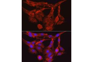 Immunofluorescence (IF) image for anti-Myosin Phosphatase, Target Subunit 1 (PPP1R12A) (AA 1-200) antibody (ABIN6146059)