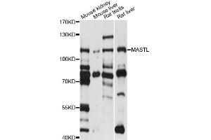 Western blot analysis of extracts of various cell lines, using MASTL antibody (ABIN6293357) at 1:1000 dilution. (MASTL 抗体)