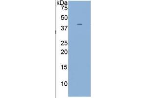 Western Blotting (WB) image for alpha-2-HS-Glycoprotein (AHSG) ELISA Kit (ABIN6730899)