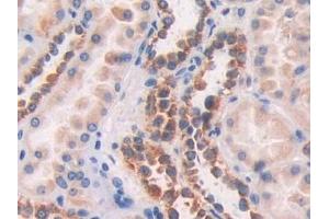 Detection of FBLN1 in Human Kidney Tissue using Polyclonal Antibody to Fibulin 1 (FBLN1)