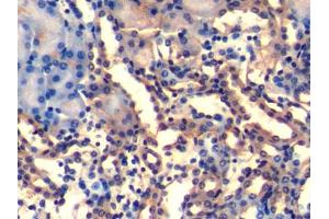 DAB staining on IHC-P; Samples: Mouse Kidney Tissue (UQCRB 抗体  (AA 3-111))