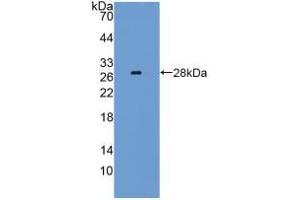 Western blot analysis of recombinant Mouse LAG3. (LAG3 抗体  (AA 274-504))