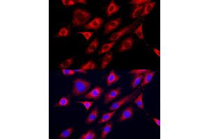 Immunofluorescence (IF) image for anti-Guanidinoacetate N-Methyltransferase (GAMT) (AA 1-236) antibody (ABIN6140950)