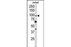 Western blot analysis of POLD1 Antibody (Center) (ABIN650753 and ABIN2839484) in Jurkat cell line lysates (35 μg/lane). (POLD1 抗体  (AA 710-739))