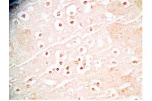 Mouse brain tissue was stained by Rabbit Anti-Augurin Prepro (108-132) (Human) Antibody (C2orf40 抗体  (Preproprotein))