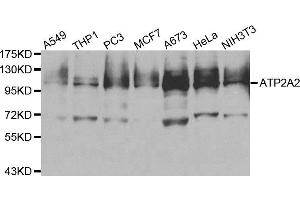 Western blot analysis of extracts of various cell lines, using ATP2A2 antibody. (ATP2A2 抗体)