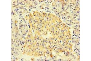 Immunohistochemistry of paraffin-embedded human pancreatic tissue using ABIN7153002 at dilution of 1:100 (FNIP1 抗体  (AA 221-508))
