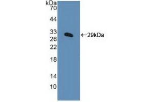 Western blot analysis of recombinant Human KPNa1. (KPNA1 抗体  (AA 239-506))