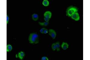 Immunofluorescence staining of MCF-7 cells with ABIN7167184 at 1:100, counter-stained with DAPI. (RASL11B 抗体  (AA 1-248))