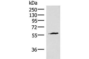 Western blot analysis of Mouse heart tissue lysate using INSM2 Polyclonal Antibody at dilution of 1:400 (INSM2 抗体)