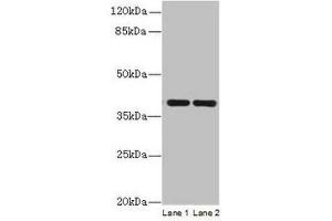 Western blot All lanes: CCDC42 antibody at 0. (CCDC42 抗体  (AA 1-242))