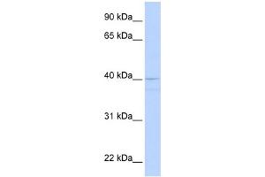 WB Suggested Anti-CREB3 Antibody Titration:  0. (CREB3 抗体  (Middle Region))