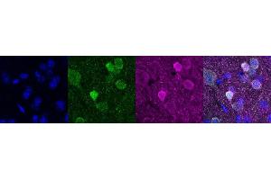 Immunohistochemistry (IHC) image for anti-Purkinje Cell Protein 4 (PCP4) antibody (ABIN7456054) (PCP4 抗体)