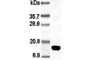 Western blot analysis using anti-Leptin (rat), pAb (Biotin)  at 1:1'000 dilution. (Leptin 抗体  (Biotin))
