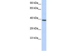 Western Blotting (WB) image for anti-Homeobox A2 (HOXA2) antibody (ABIN2458340) (HOXA2 抗体)