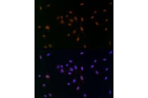 Immunofluorescence analysis of NIH/3T3 cells using TCE Rabbit mAb (ABIN7270877) at dilution of 1:25 (40x lens).
