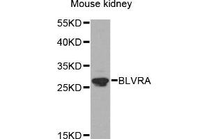 Western blot analysis of extracts of mouse kidney, using BLVRA antibody (ABIN5971952) at 1/1000 dilution. (Biliverdin Reductase 抗体)