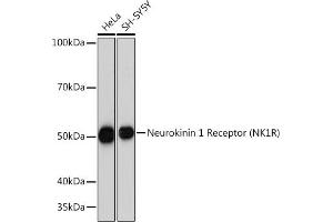 Western blot analysis of extracts of various cell lines, using Neurokinin 1 Receptor (NK1R) (NK1R) Rabbit mAb (ABIN7270711) at 1:1000 dilution. (TACR1 抗体)