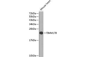 Western blot analysis of extracts of mouse heart, using TIMM17B antibody (ABIN6133375, ABIN6149166, ABIN6149167 and ABIN6224551) at 1:1000 dilution. (TIMM17B 抗体  (AA 1-172))