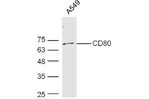 Human A549 probed with Rabbit Anti-CD80 Polyclonal Antibody, Unconjugated  at 1:300 overnight at 4˚C. (CD80 抗体  (AA 111-265))
