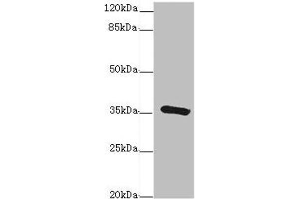GDA 抗体  (AA 165-454)