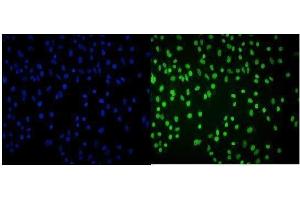 IF analysis of Cbx8 using anti-Cbx8 antibody (ABIN7599341).