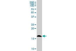 POLR1D MaxPab polyclonal antibody. (POLR1D 抗体  (AA 1-133))