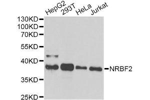 Western blot analysis of extracts of various cell lines, using NRBF2 antibody. (NRBF2 抗体  (AA 10-220))
