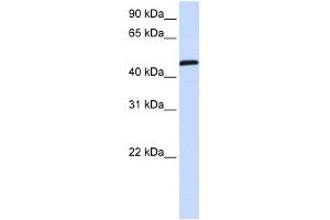 UMPS antibody used at 1 ug/ml to detect target protein.