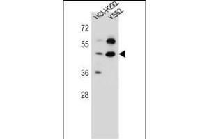 SC65 Antibody (C-term) (ABIN657162 and ABIN2846296) western blot analysis in NCI-,K562 cell line lysates (35 μg/lane). (Leprecan-Like 4 抗体  (C-Term))