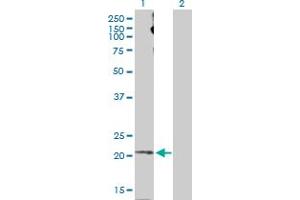 Western Blot analysis of APLN expression in transfected 293T cell line by APLN MaxPab polyclonal antibody. (Apelin 抗体  (AA 1-122))