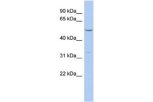 WB Suggested Anti-FBXO15 Antibody Titration: 0. (FBXO15 抗体  (N-Term))