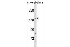 GRIN2C Antibody (Center) (ABIN1881390 and ABIN2838774) western blot analysis in mouse cerebellum tissue lysates (35 μg/lane). (GRIN2C 抗体  (AA 567-595))