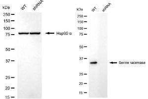 anti-Serine Racemase (SRR) antibody