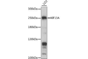 Western blot analysis of extracts of LO2 cells, using KIF13A antibody (ABIN7268122) at 1:1000 dilution. (KIF13A 抗体  (AA 1300-1600))