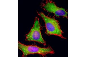 Immunofluorescent analysis of 4 % paraformaldehyde-fixed, 0. (PGAP1 抗体  (AA 90-122))