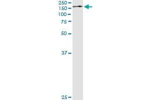 Western Blotting (WB) image for anti-Tripartite Motif Containing 24 (TRIM24) (AA 432-569) antibody (ABIN599067) (TRIM24 抗体  (AA 432-569))